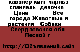  кавалер кинг чарльз спаниель -девочка › Цена ­ 45 000 - Все города Животные и растения » Собаки   . Свердловская обл.,Лесной г.